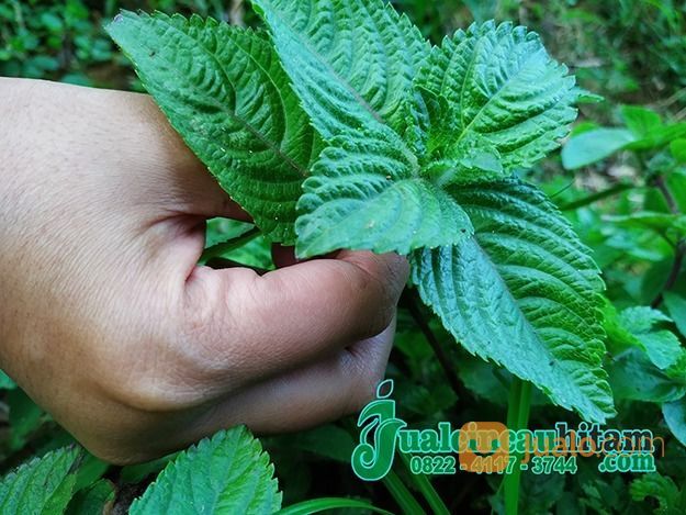 Supplier Daun Cincau Hitam Kering Kirim Ke Metro Lampung Di Kab Pacitan Jawa Timur Jualo Com