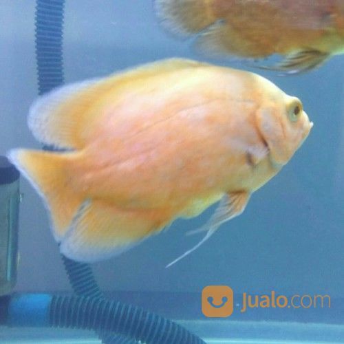 Oscar Paris Albino Import Thailand 15cm Tangerang Jualo