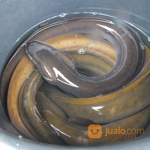 HARGA PROMOSI Bibit Sidat Ukuran 100 Ekor/Kg. Super Murah