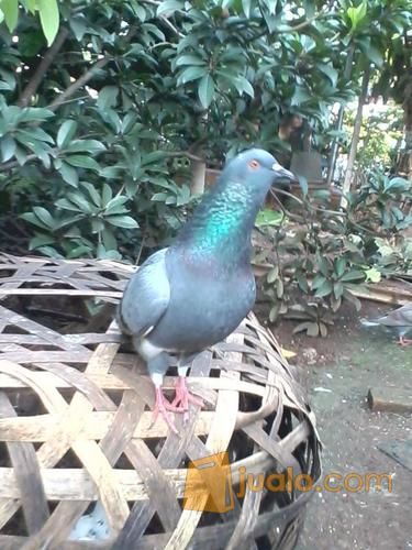 Burung Merpati Kolong Bahan Pacek Bekasi Jualo