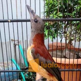 Cucak Rawa Papua Headed Pitohui Bekasi Jualo