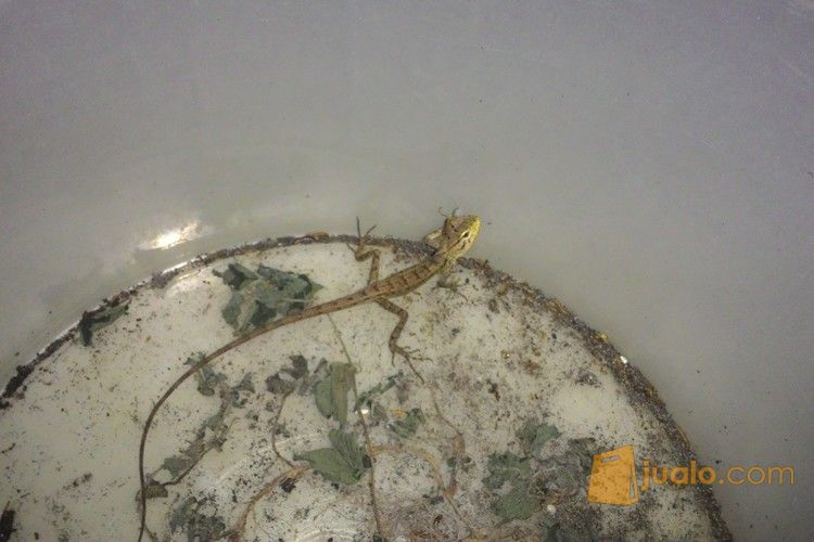 jual bunglon  chameleon anakan Surabaya Jualo