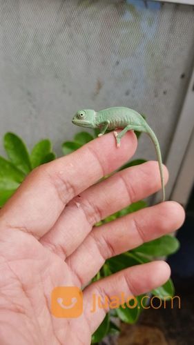 Veiled Chameleon Baby