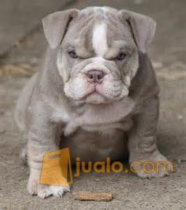 19+ Foto gambar anjing bulldog information