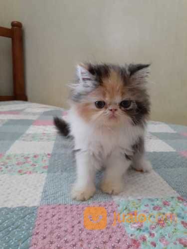 Kucing Persia Calico Betina Kab Bogor Jualo