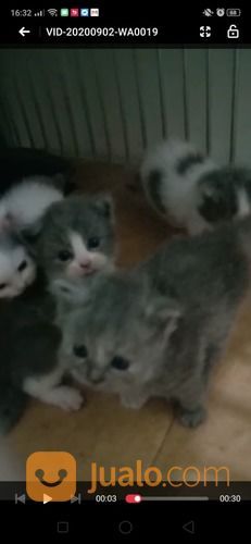 Anakan Kucing Persia Umur 2bulan di Kota Jakarta Utara, DKI 