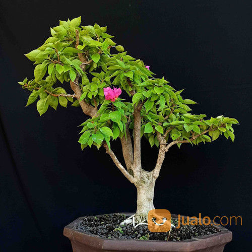 Featured image of post Bonsai Bougenville Bunga Kertas