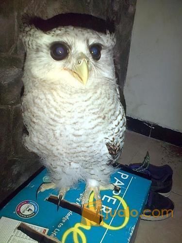 Burung Hantu Bubo Sumatranus Burung Hantu Putih Surabaya Jualo
