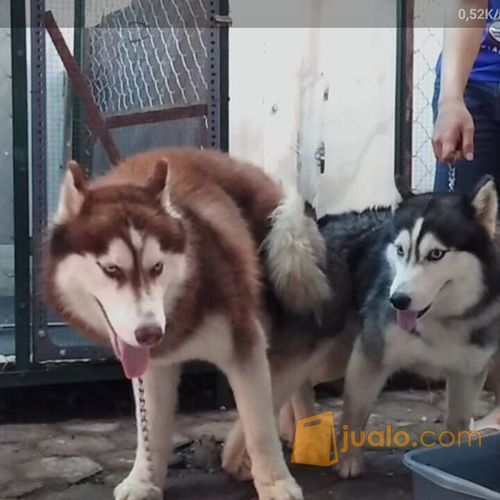 siberian husky pupy