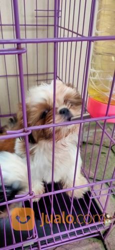  Jual Beli Anjing  Peliharaan Bekas Jualo