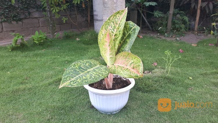 Tanaman Hias Aglonema Valentin Kab Lombok Timur Jualo