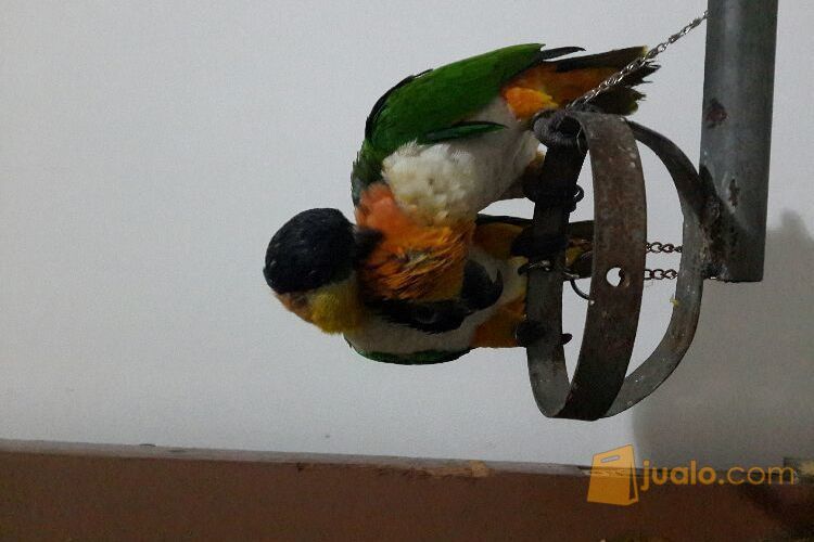 Black Headed Caique sepasang (DNA sexing)