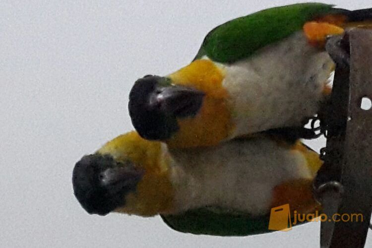 Black Headed Caique sepasang (DNA sexing)