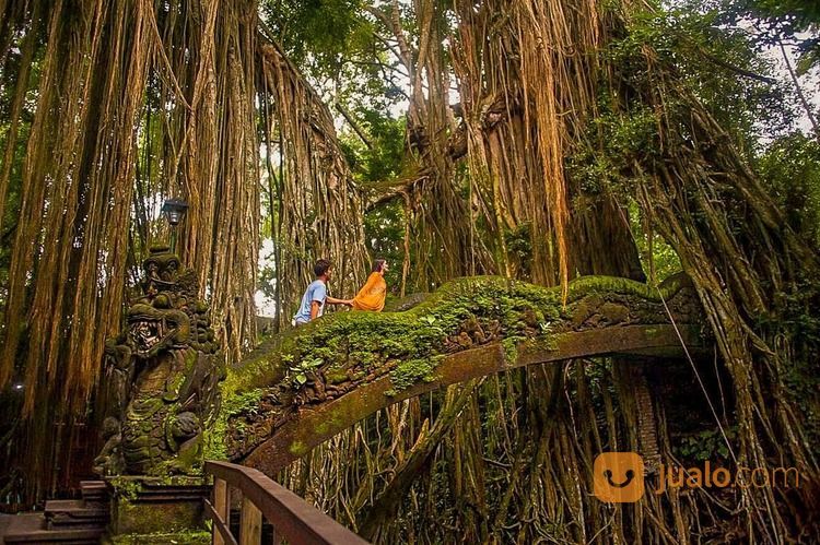 Tour Harian Keliling Ubud Dan Bali Swing