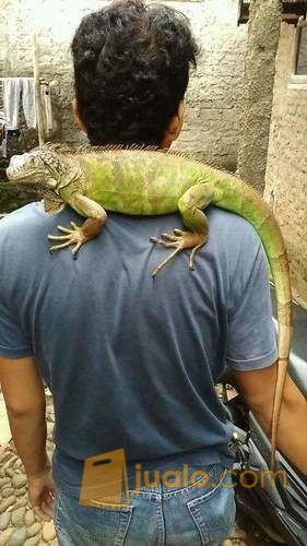 Iguana Dewasa Sepasang Siap Kawin Bogor Jualo