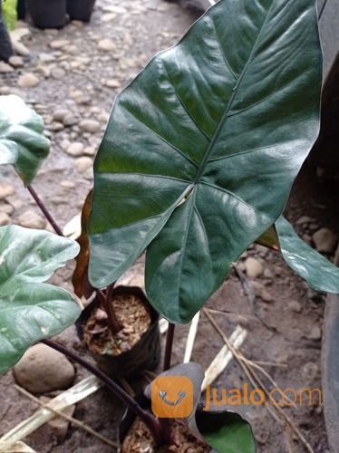 Bibit Tanaman Hias Alocasia Sente Hitam-Sente Wulung-Black Jack Asli