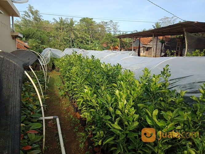 Bibit Jeruk Dekopon Introduksi Jepang | Harga Bibit Jeruk Dekopon | Jeruk Dekopon Ciwidey