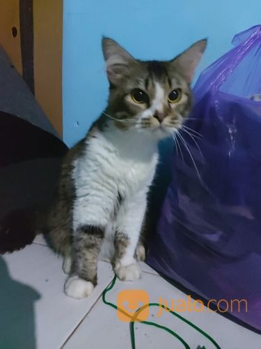 Kucing: Mainecoon Persian Bigbone Umur Baru 8 Bulan 850 Nego Sampe Jadi