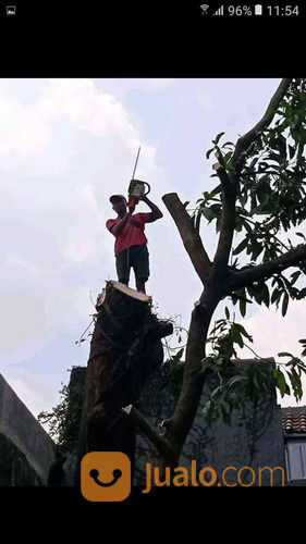 Jasa Tebang Pohon Jakarta Jakarta Selatan Jualo