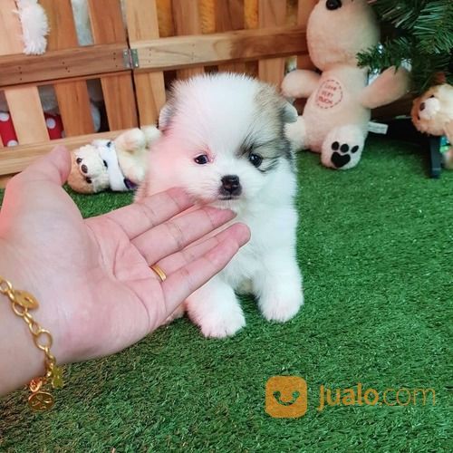 Jual Beli Anjing Peliharaan Bali Baru Dan Bekas Jualo