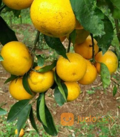 Bibit Tanaman Jeruk RGL - Rimau Gerga Lebong Hasil Okulasi Harga Nego