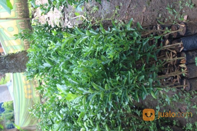 Bibit Tanaman Jeruk RGL - Rimau Gerga Lebong Hasil Okulasi Harga Nego