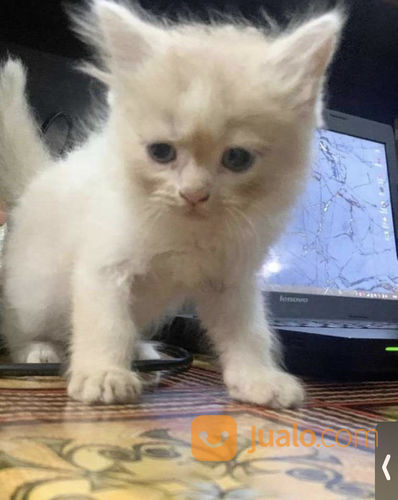 Anak Kitten Kucing Anggora di Kota Jakarta Selatan, DKI Jakarta 