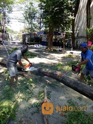 Potong Pohon Mangga Surabaya Sidoarjo Gresik