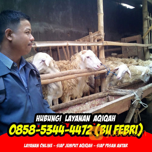 AMANAH 0858-5344-4472 (Bu Febri) Paket Aqiqah Nganjuk