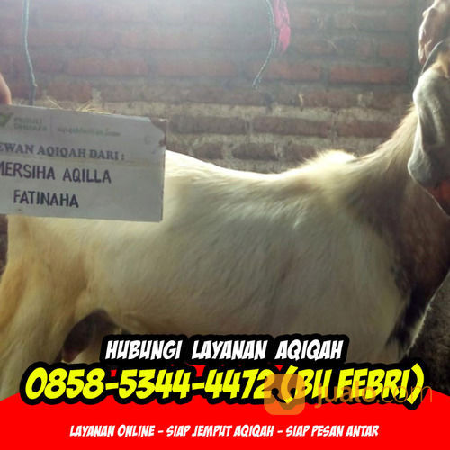AMANAH 0858-5344-4472 (Bu Febri) Paket Aqiqah Nganjuk