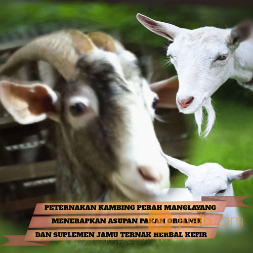 SUSU KEFIR DI BANDUNG