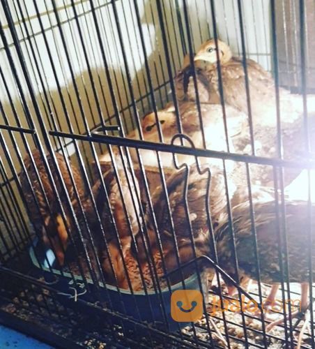 Ayam Hutan Asli Uniaga Aviary