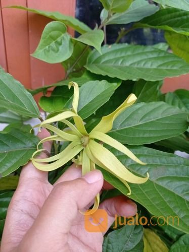 Bibit Tanaman Bunga Kenanga - Wangi - Bunga Melimpah - Harga Nego