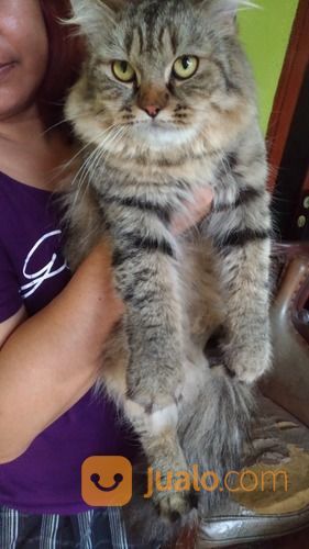Kucing Persian Medium Longhair Jantan Dewasa 3 Warna Lucu 