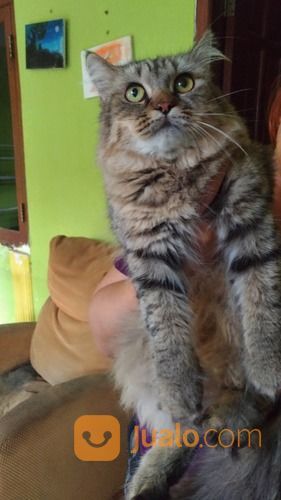 Kucing Persian Medium Longhair Jantan Dewasa 3 Warna Lucu 