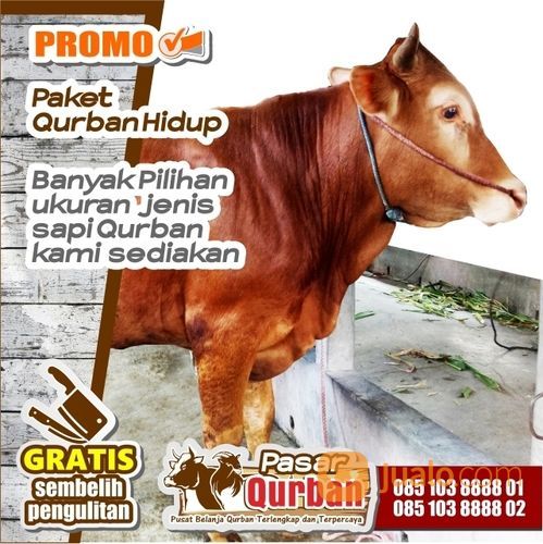 Harga domba qurban 2021