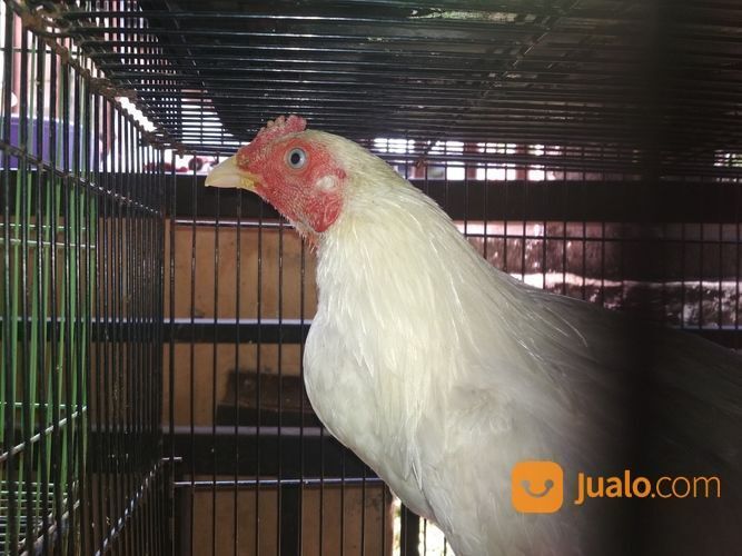 Ayam Putih Mulus Mata Putih Paruh Putih Kaki Putih Jantan Dewasa