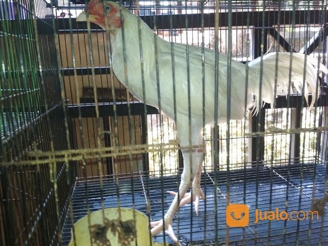 Ayam Putih Mulus Mata Putih Paruh Putih Kaki Putih Jantan Dewasa
