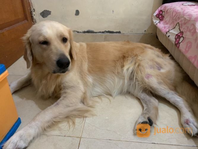 Anjing Golden Retriever Betina