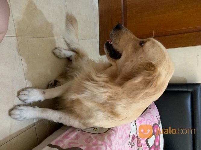 Anjing Golden Retriever Betina