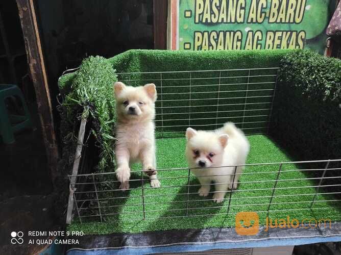 Mini Pom Putih Istimewa