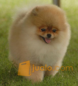 20+ Anjing pom pom harga update