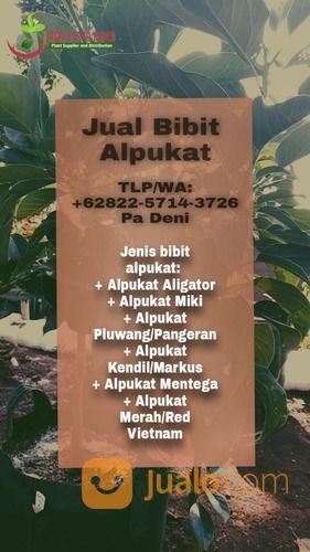 TLP/WA 0822-5714-3726 , Supplier Bibit Jengkol Bandung