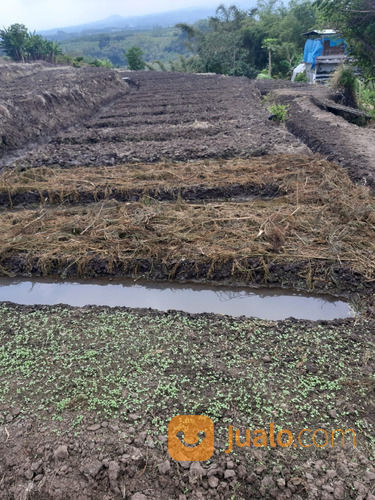 Tanag Luas Subur Cocok Untuk Pertanian Di Torongrejo Batu