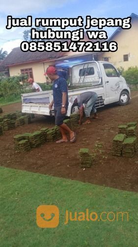 Rumput Jepang Purwokerto,Rumput Siap Kirim Dan Tanam