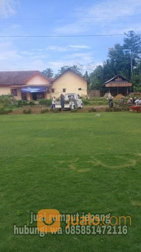 Rumput Jepang Purwokerto,Rumput Siap Kirim Dan Tanam