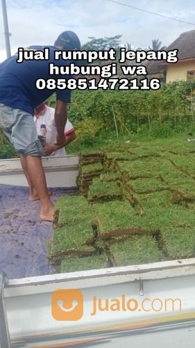Rumput Jepang Purwokerto,Rumput Siap Kirim Dan Tanam