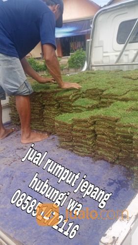Rumput Jepang Purwokerto,Rumput Siap Kirim Dan Tanam