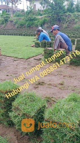 Rumput Jepang Cibinong Harga Murah Dari Petani Malang