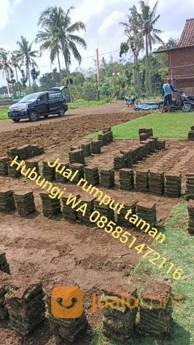Rumput Taman Gajah Mini Banjar Rumput Kwalitas No 1 Harga Petani